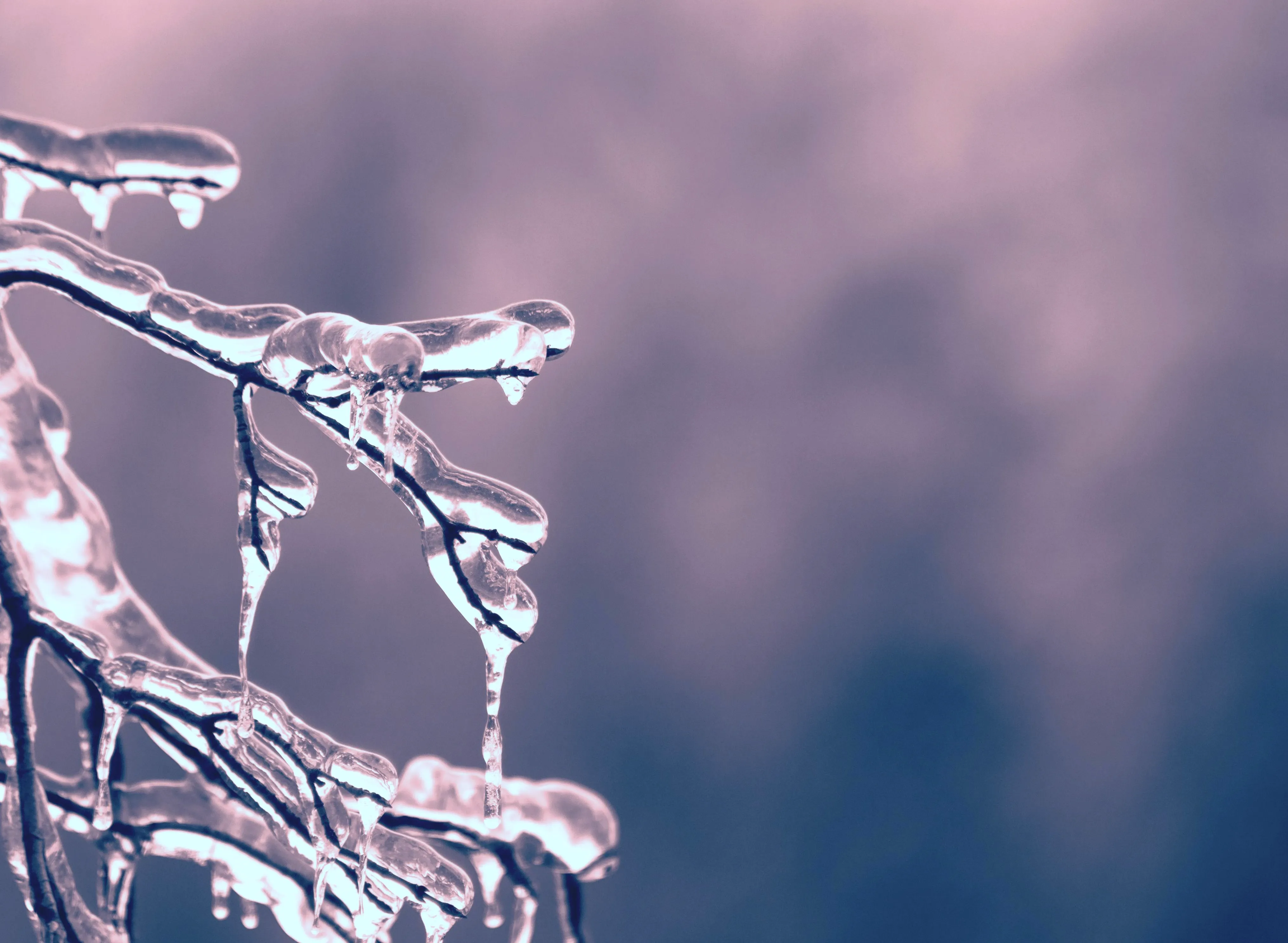 Branch with ice in the cryosphere